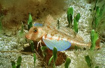 Image of Chelidonichthys lastoviza (Streaked gurnard)