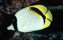 Image of Chaetodon lineolatus (Lined butterflyfish)