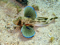 Image of Chelidonichthys lucerna (Tub gurnard)