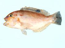 Image of Choerodon monostigma (Dark-spot tuskfish)