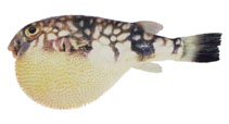 Image of Chelonodontops patoca (Milkspotted puffer)