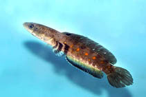 Image of Channa pulchra (Colored snakehead)