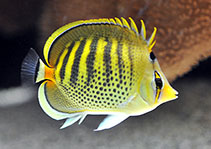 Image of Chaetodon punctatofasciatus (Spotband butterflyfish)