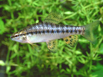Image of Characidium rachovii 
