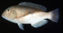 Image of Choerodon robustus (Robust tuskfish)