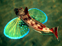 Image of Chelidonichthys spinosus (Spiny red gurnard)