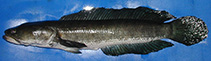 Image of Channa striata (Striped snakehead)