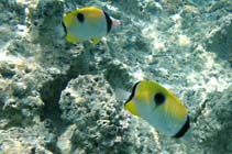 Image of Chaetodon unimaculatus (Teardrop butterflyfish)