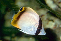 Image of Chaetodon vagabundus (Vagabond butterflyfish)