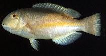 Image of Choerodon zamboangae (Purple eyebrowed tuskfish)