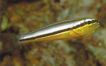 Image of Cheilodipterus zonatus (Yellowbelly cardinalfish)