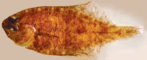 Image of Citharichthys darwini (Darwin\