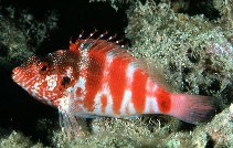 Image of Cirrhitops fasciatus (Redbarred hawkfish)