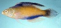 Cirrhilabrus rhomboidalis, Rhomboid wrasse