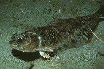 Image of Citharichthys sordidus (Pacific sanddab)