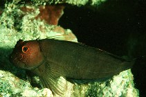 Image of Cirripectes vanderbilti (Scarface blenny)