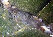 Image of Clinus acuminatus (Sad klipfish)