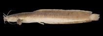 Image of Clarias batu 