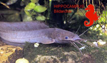 Image of Clarias buettikoferi 