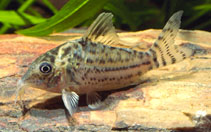 Image of Corydoras agassizii (Agassiz\