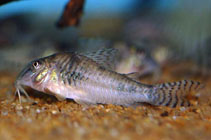 Image of Corydoras aurofrenatus (Goldhead cory)