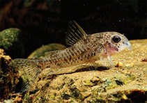 Image of Corydoras benattii (Speckled xingu cory)