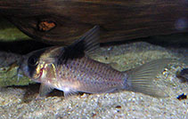 Image of Corydoras bicolor (Two-tone cory)