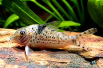 Image of Corydoras blochi (Spotback corydoras)