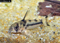 Image of Corydoras boesemani (Boeseman\