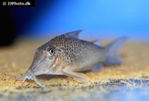 Image of Corydoras cervinus (Deer faced cory)