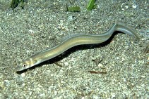 Image of Conger cinereus (Longfin African conger)