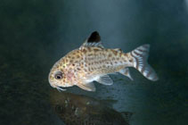 Image of Corydoras cruziensis (Santa cruz cory)