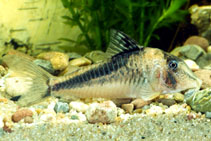 Image of Corydoras fowleri (Fowler\