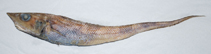 Image of Coelorinchus fuscigulus 