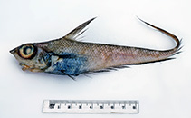 Image of Coelorinchus gormani 