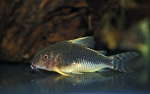 Image of Corydoras gossei (Palespotted corydoras)