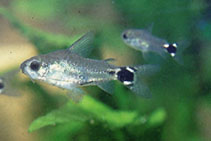 Image of Corydoras hastatus (Dwarf corydoras)