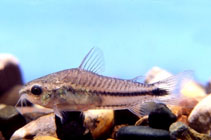 Image of Corydoras pygmaeus (Pygmy corydoras)