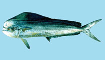 Image of Coryphaena hippurus (Common dolphinfish)