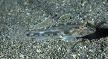 Image of Fusigobius maximus (Large sandgoby)