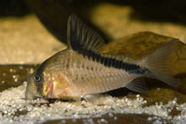 Image of Corydoras melini (Bandit corydoras)