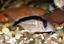 Image of Corydoras narcissus (Long nosed arched cory)