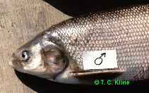 Image of Coregonus nasus (Broad whitefish)