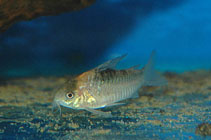 Image of Corydoras nijsseni (Nijssen\