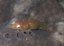 Image of Cochleoceps orientalis (Eastern cleaner-clingfish)