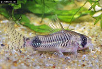 Image of Corydoras ortegai (Loreto panda cory)