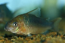 Image of Corydoras pantanalensis (Pantanal cory)