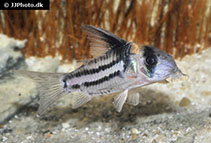 Image of Corydoras parallelus (Two line cory)