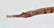 Image of Cosmocampus profundus (Deepwater pipefish)