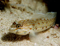 Image of Coryphopterus dicrus (Colon goby)